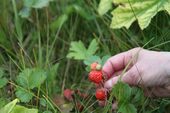 Gustavus Strawberries