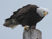 kasilof_rv_park_eagle