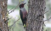 Lee Metcalf Wildlife Refuge