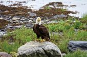 Prince RUpert Eagle