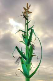 Taber Alberta Corn Sculpture