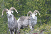 Wildlife Along the Alaska Highway