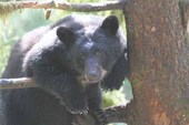 Anan Black Bear Wrangell Alaska