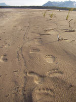 Cordova Alaska Bear Prints