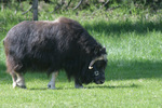 Fairbanks Alaska Large Animal Research Station