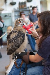 Haines Bald Eagle Foundation