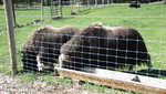 Fairbanks Alaska Large Animal Research Station