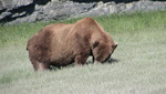 Bear Viewing Katmai National Park Alaska