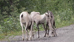 Dease Lake BC WIldlife