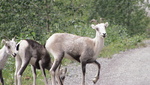 Dease Lake BC Wildlife