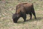 Coal River Lodge BC Bison