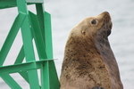 Valdez Alaska Stan Stephens Tours