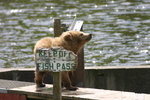 Bear Viewing Kodiak Island Alaska