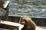 Bear Viewing Kodiak Island Alaska