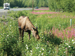 Kenai Alaska Moose