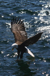 kodiak_island_alaska_bald_eagle