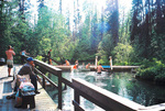 Liard River Hot Springs Provincial Park BC