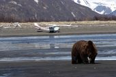 K-Bay Air Bear Viewing