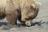 K-Bay Air Bear Viewing