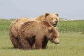 K-Bay Air Bear Viewing