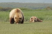 K-Bay Air Bear Viewing