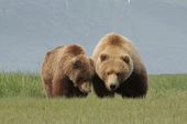 K-Bay Air Bear Viewing