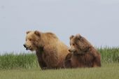 K-Bay Air Bear Viewing