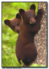 Alaska Inside Passage Bear Cubs