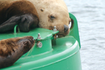 Valdez Alaska Seals