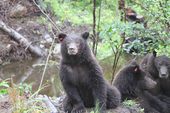 sitka_alaska_black_bear