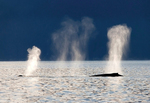 Hoohah Alaska Whales