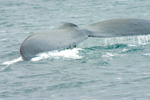 Valdez Alaska Whale