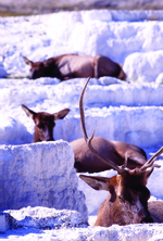 Yellowstone National Park Montana Elk