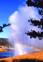 Yellowstone National Park Montana Geyser